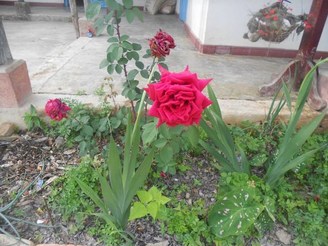Sin Nombre